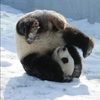 arctic_panda
